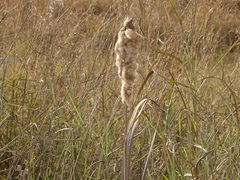 Typha capensis, photograph (c) Shaun Swanepoel, some rights reserved (CC BY)