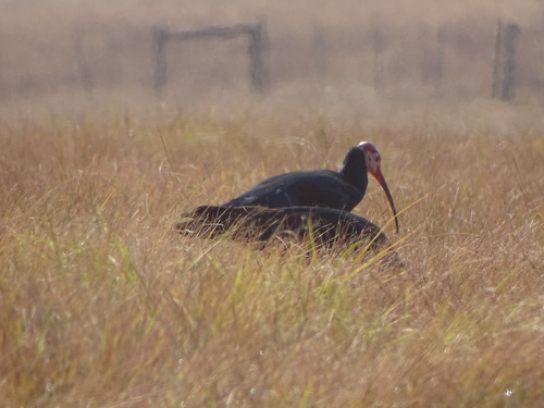 Southern Bald Ibis (Geronticus calvus), photo 5