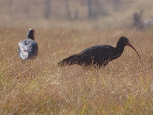 Southern Bald Ibis (Geronticus calvus), photo 4