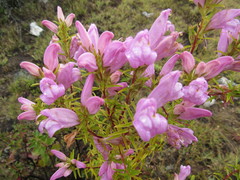 Lamourouxia dasyantha