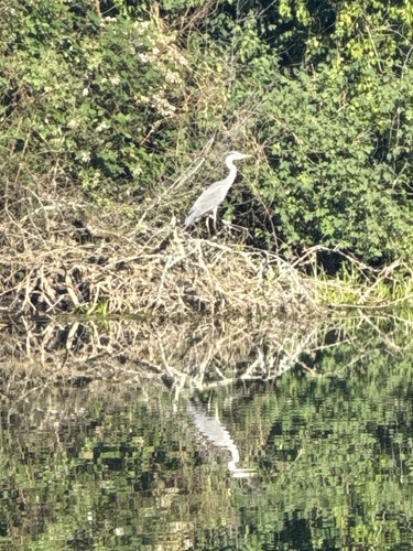 Grey Heron