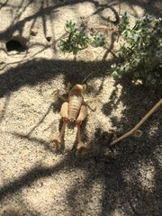 Macrobaenetes valgum