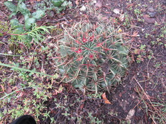 Ferocactus macrodiscus macrodiscus