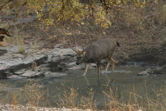 Rusa unicolor