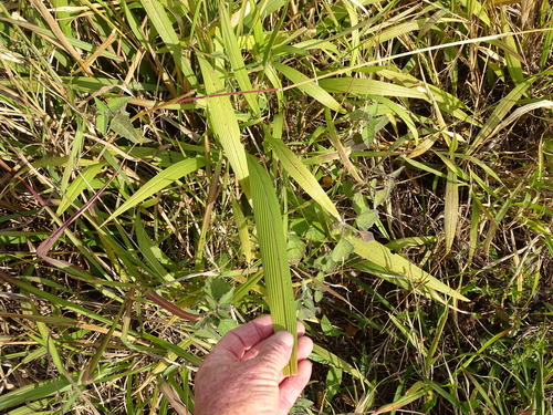 Setaria megaphylla, photograph 6