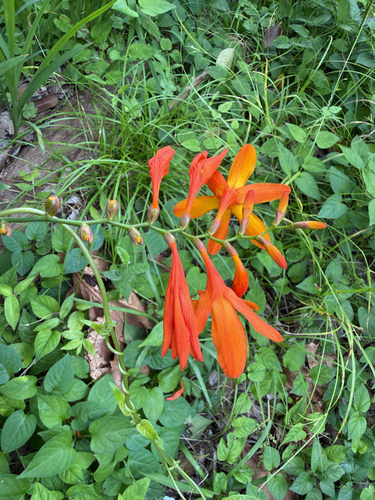 Garden Montbretia