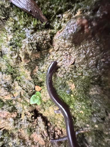 Brahminy Blindsnake