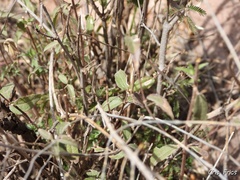 Tithonia tubaeformis