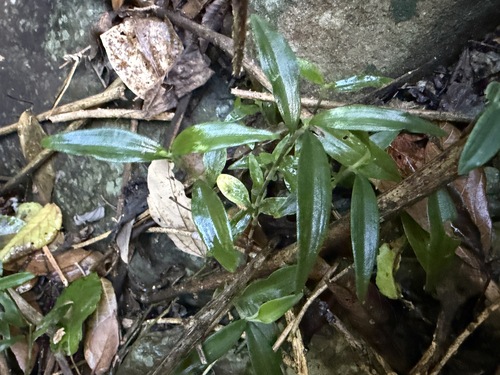 Aneilema acuminatum observed 2026-06-16