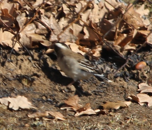 White-browed Sparrow-Weaver
