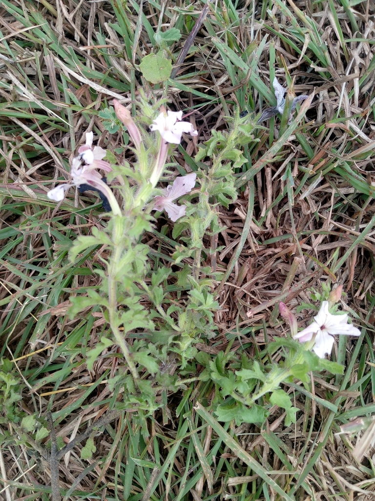 Cycnium volkensii