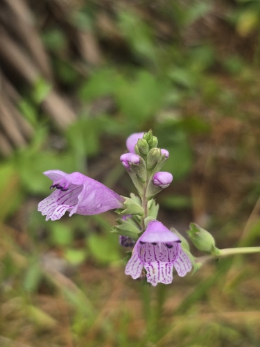 Physostegia purpurea, photograph 5