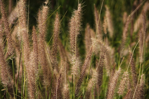 Fountain Grass