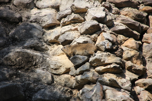 Rock Hyrax