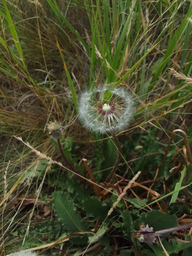Taraxacum erythrospermum, photograph 5