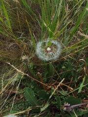 Taraxacum erythrospermum, photograph (c) Maria Galkina, some rights reserved (CC BY)