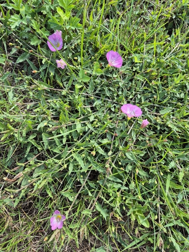 field bindweed