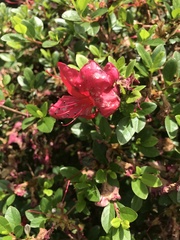 Rhododendron simsii
