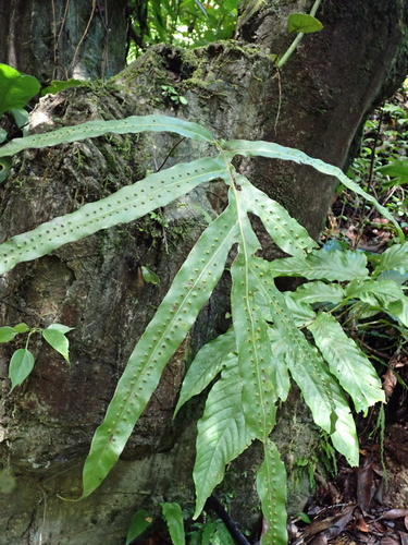 Microsorum membranifolium observed 2026-06-17