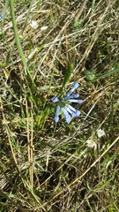 Mertensia oblongifolia