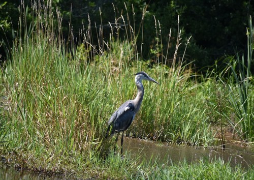 Great Blue Heron photographed in Rhode Island