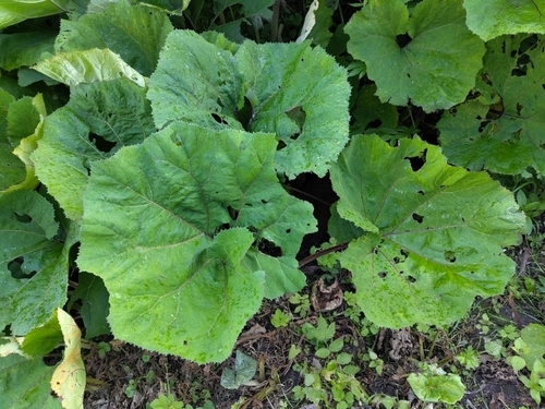 Common Butterbur