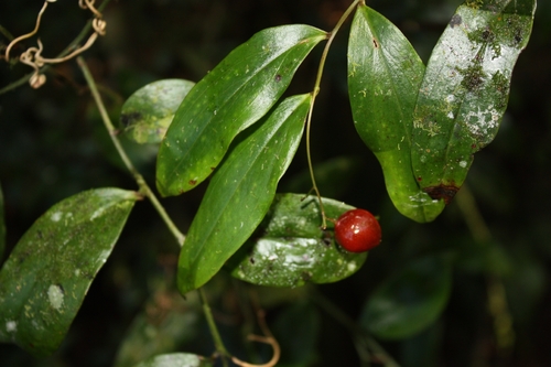 Petermannia cirrosa observed 2026-06-17