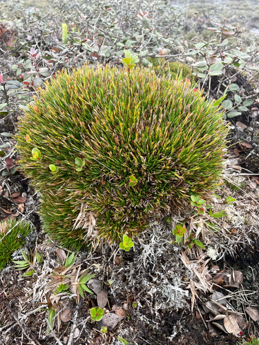 Oreobolus furcatus observed 2026-06-15