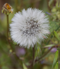 Asteraceae
