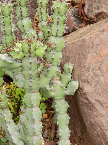 Euphorbia coerulans