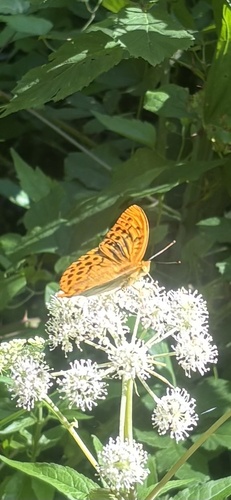Silver-washed Fritillary