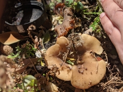 Hohenbuehelia petaloides