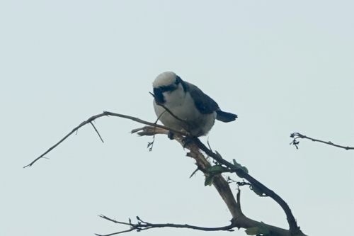 White-rumped Shrike