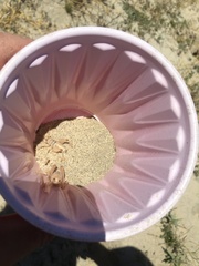 Macrobaenetes valgum