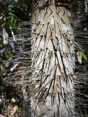 Oncosperma tigillarium
