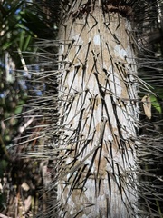 Oncosperma tigillarium