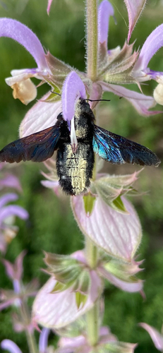 Violet Carpenter Bee