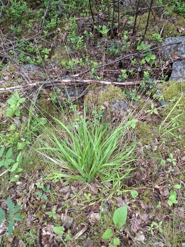 Anthoxanthum australe observed 2026-06-17