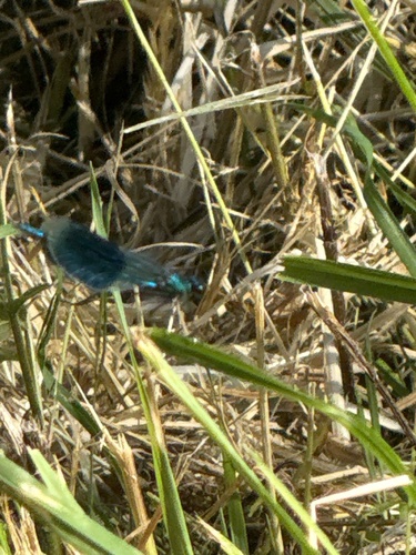 Banded Demoiselle