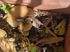Hohenbuehelia petaloides
