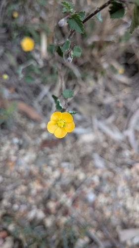 Sida corrugata observed 2026-06-17