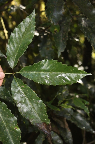 Karrabina benthamiana