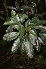 Karrabina benthamiana, photograph (c) O.Neate, some rights reserved (CC BY-SA)