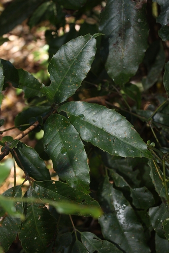 Karrabina benthamiana, photograph 4
