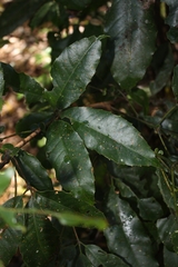Karrabina benthamiana, photograph (c) O.Neate, some rights reserved (CC BY-SA)
