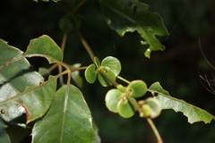 Karrabina benthamiana, photograph (c) O.Neate, some rights reserved (CC BY-SA)