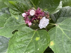 Clerodendrum chinense, photograph (c) Cricket Raspet, some rights reserved (CC BY)
