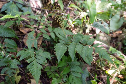 Tectaria nayarii observed 2026-06-10