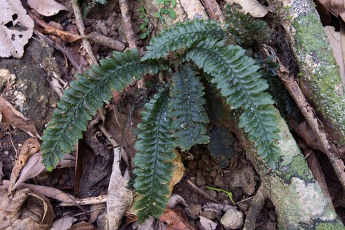 Cephalomanes atrovirens observed 2026-06-11