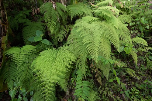 Macrothelypteris polypodioides observed 2026-06-11